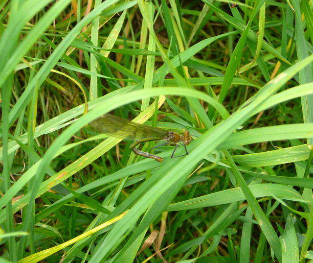 Geb�nderte Prachtlibelle - Calopteryx splendens