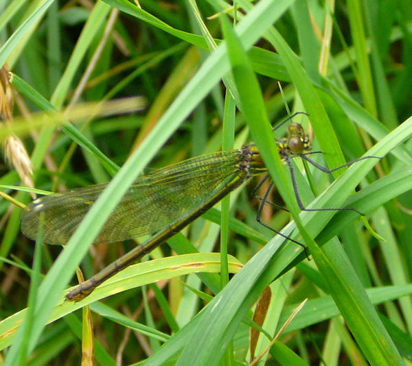 Geb�nderte Prachtlibelle - Calopteryx splendens
