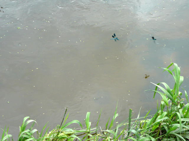 Geb�nderte Prachtlibelle - Calopteryx splendens