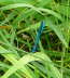 Gebnderte Prachtlibelle - Calopteryx splendens