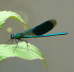 Gebnderte Prachtlibelle - Calopteryx splendens