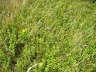 Geflecktem Johanniskraut (Hypericum maculatum) Urlaub 2009 Wasserkuppe Rhn 029