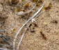 Gefleckter Dungkfer - Aphodius distinctus