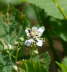 Gefleckter Schmalbockkfer - Leptura maculata