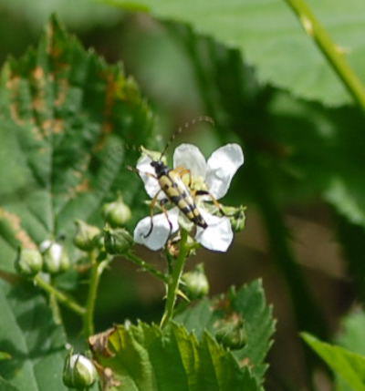 Gefleckter Schmalbockkfer - Leptura maculata