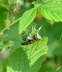 Gefleckter Schmalbockkfer - Leptura maculata