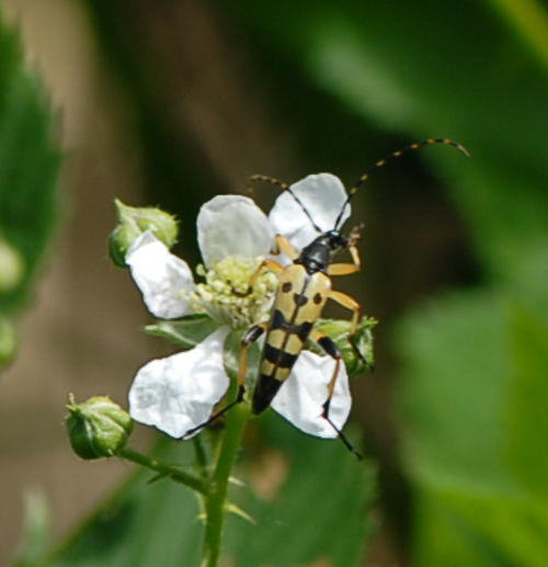 Gefleckter Schmalbockk�fer - Leptura maculata  