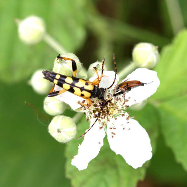 Gefleckter Schmalbockkfer - Leptura maculata