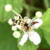Gefleckter Schmalbockkfer - Leptura maculata