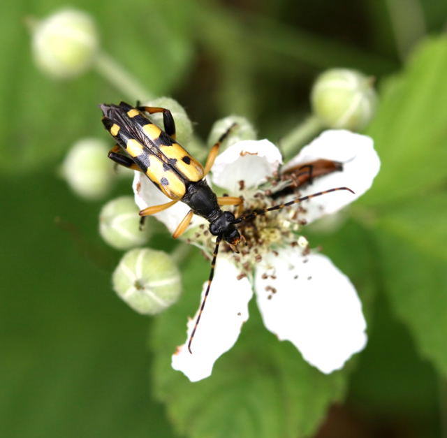 Gefleckter Schmalbockkfer - Leptura maculata