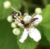 Gefleckter Schmalbockkfer - Leptura maculata