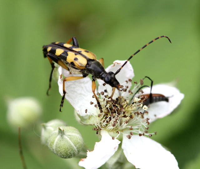 Gefleckter Schmalbockkfer - Leptura maculata