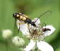 Gefleckter Schmalbockkfer - Leptura maculata