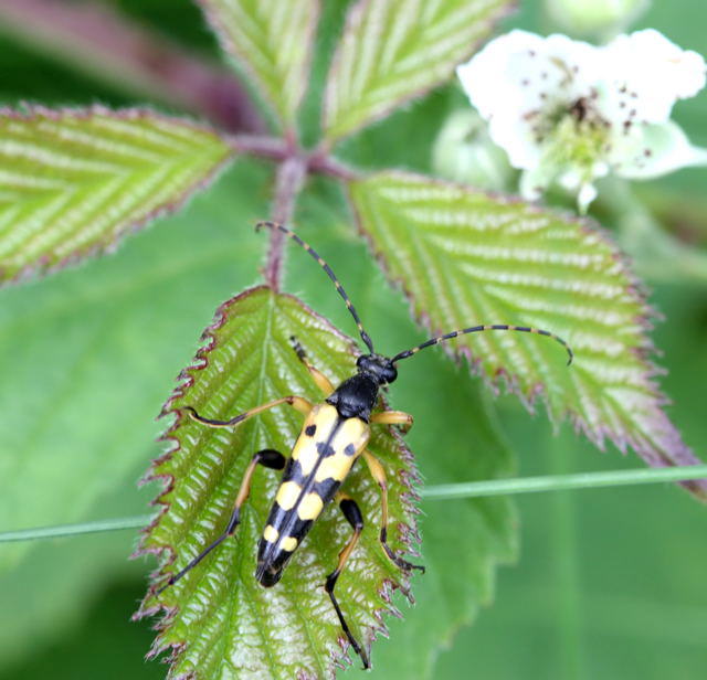 Gefleckter Schmalbockkfer - Leptura maculata