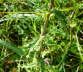 Gemeine Golddistel - Carlina vulgaris