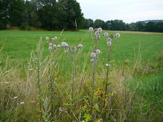 Gemeine Kugeldistel  - Echinops sphaerocephalus