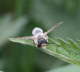 Gemeine Sandbiene - Andrena cf. flavipes
