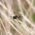 Gemeine Sandbiene - Andrena flavipes