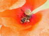 Gemeine Sandbiene - Andrena flavipes