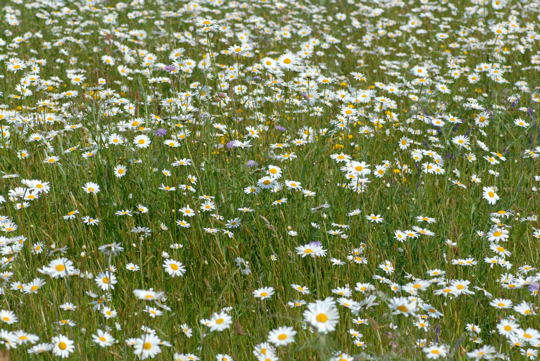 Gemeine Wucherblume (Marguerite) - Leucanthemum vulgare