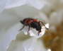 Gemeiner Bienenkfer - Trichodes apiarius