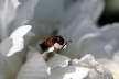 Gemeiner Bienenkfer - Trichodes apiarius