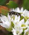Geringelte Maskenbiene - Hylaeus annularis