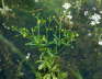 Gift-Hahnenfu - Ranunculus sceleratus