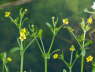 Gift-Hahnenfu - Ranunculus sceleratus