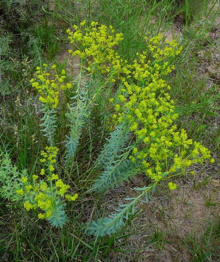 Steppen-Wolfsmilch - Euphorbia seguiriana