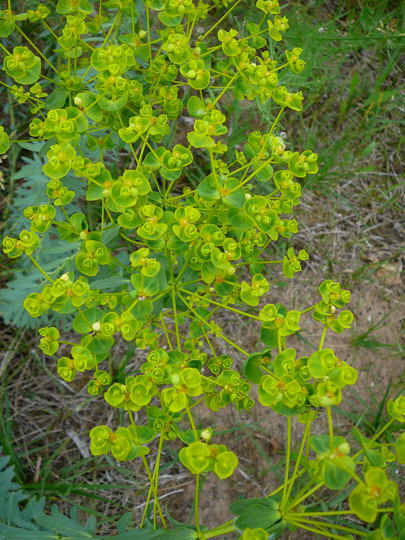 Steppen-Wolfsmilch - Euphorbia seguiriana