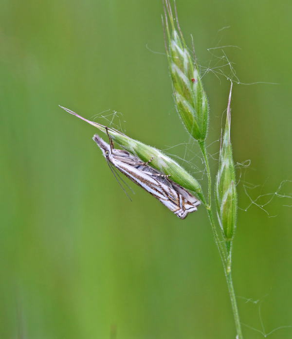 Grasznsler - Crambus lathionellus 