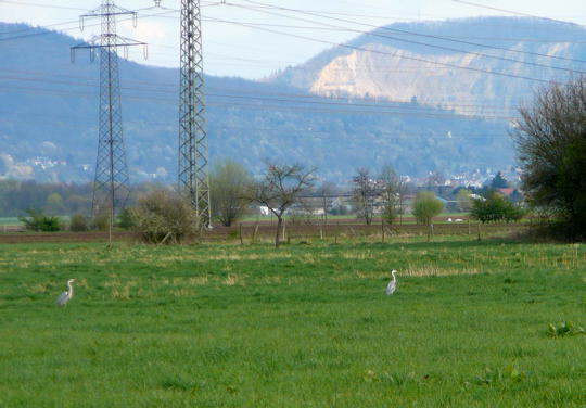 Graureiher April 2008 Httenfeld-Hemsbach Wildblumen 008