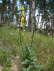 Grobltige Knigskerze - Verbascum densiflorum (thapsiforme)