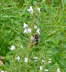 Groe Wollbiene - Anthidium manicatum