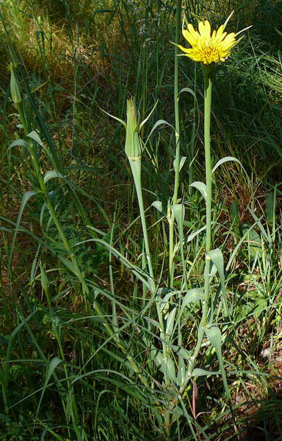 Groer Bocksbart - Tragopogon dubius