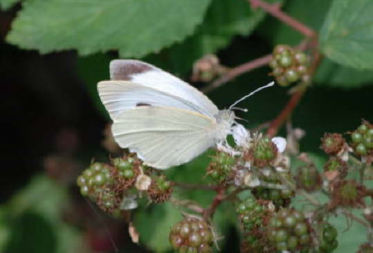 Gro�er Kohlweissling 