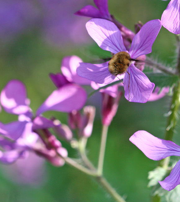 Groer Wollschweber - Bombylius major