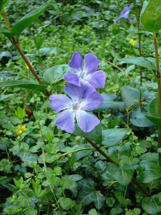 Groes Immergrn - Vinca major