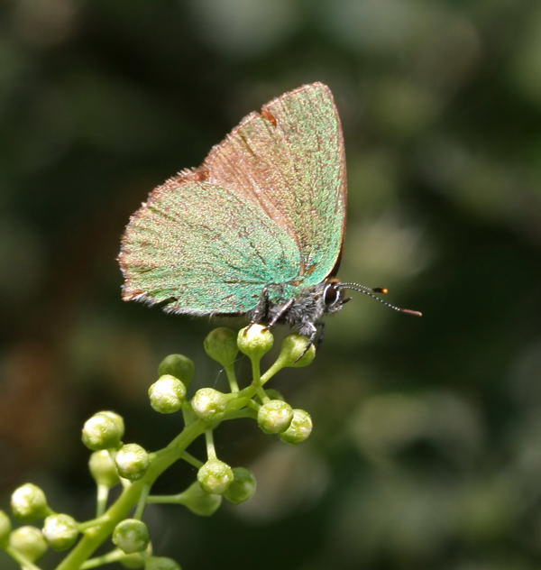 Grne Zipfelfalter - Callophrys rubi 