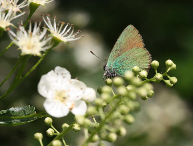 Grne Zipfelfalter - Callophrys rubi 