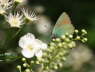 Grne Zipfelfalter - Callophrys rubi 