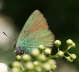 Grne Zipfelfalter - Callophrys rubi 