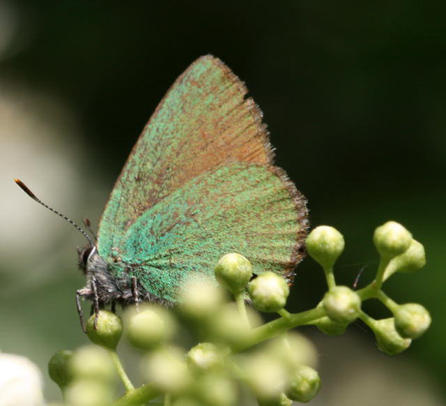 Grne Zipfelfalter - Callophrys rubi 