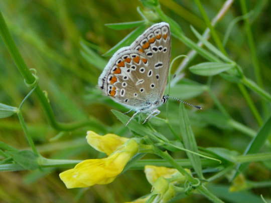 Hauhechelbluling