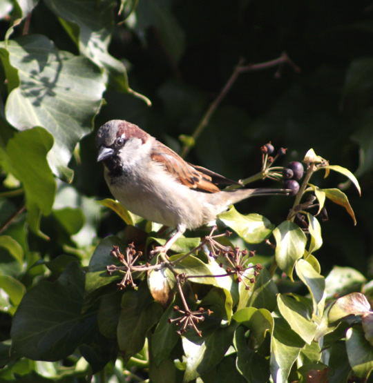 Haussperling, Mnnchen