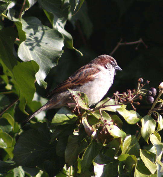 Haussperling, Weibchen