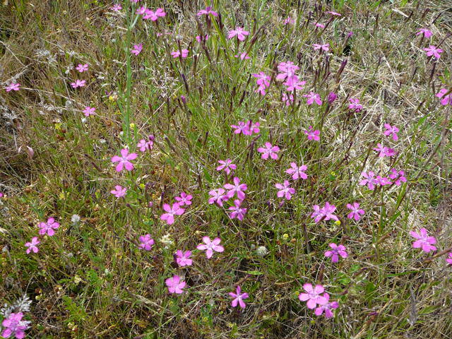 Heide-Nelke - Dianthus deltoides 