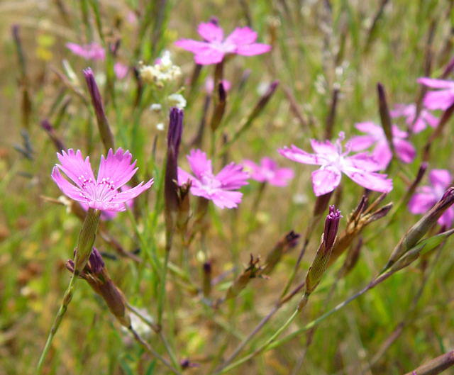 Heide-Nelke - Dianthus deltoides 