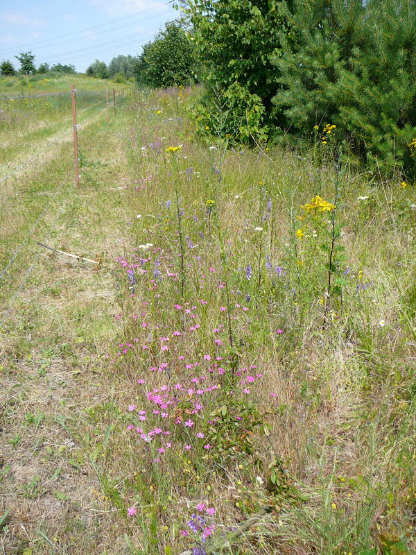 Heide-Nelke - Dianthus deltoides 